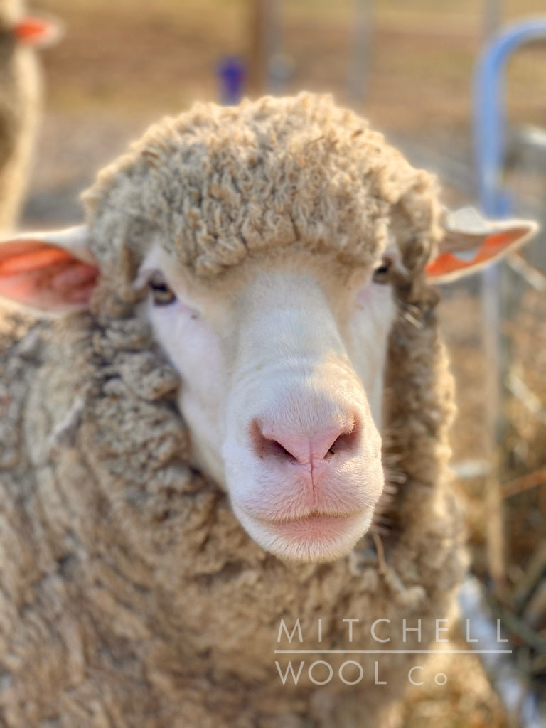 Cormo Worsted Yarn, natural – Croftland Farm LLC
