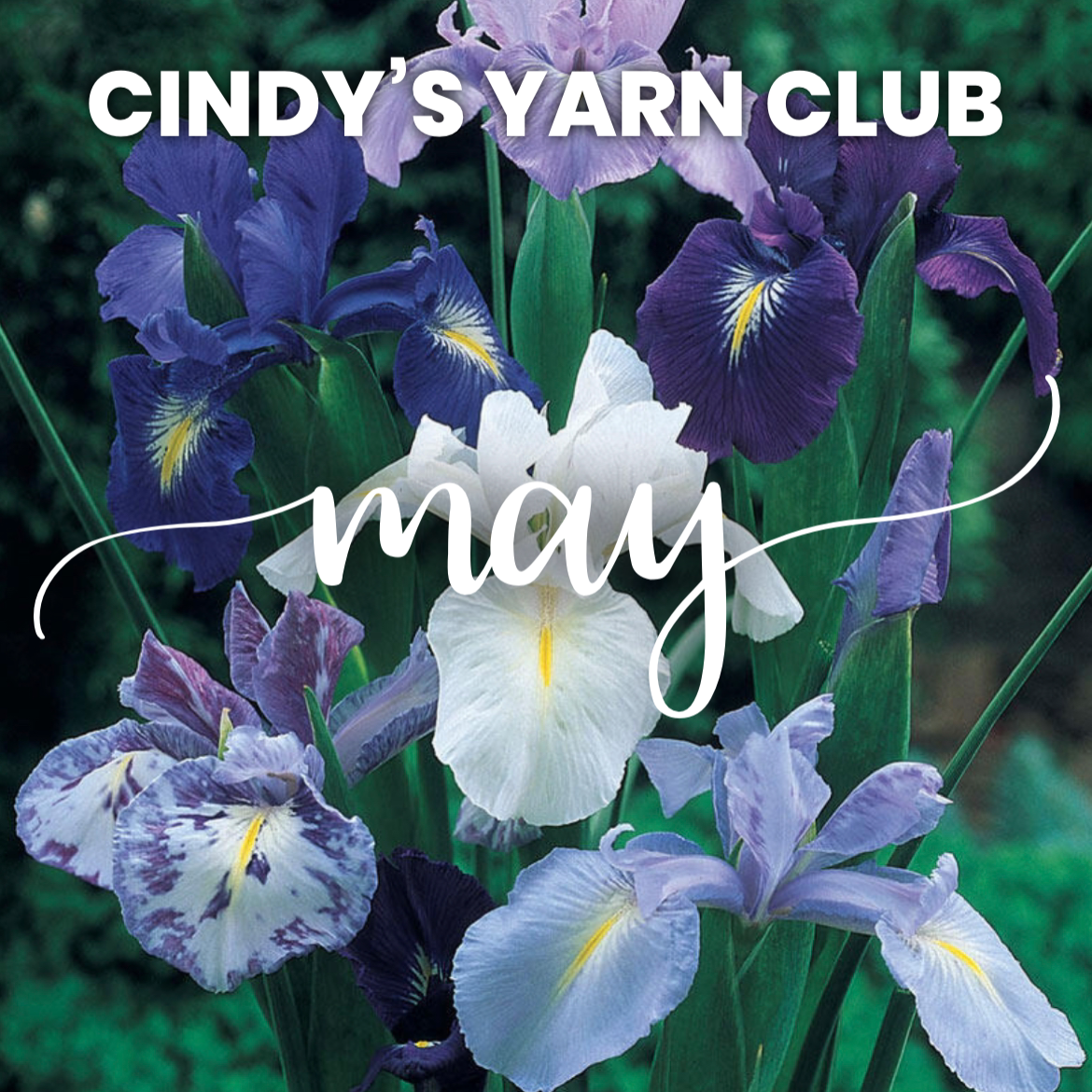 May- the month of the Iris, one of Sherry's favorite spring bulbs. A cluster of irises in shades of lavender and purple sit in front of a deep green garden