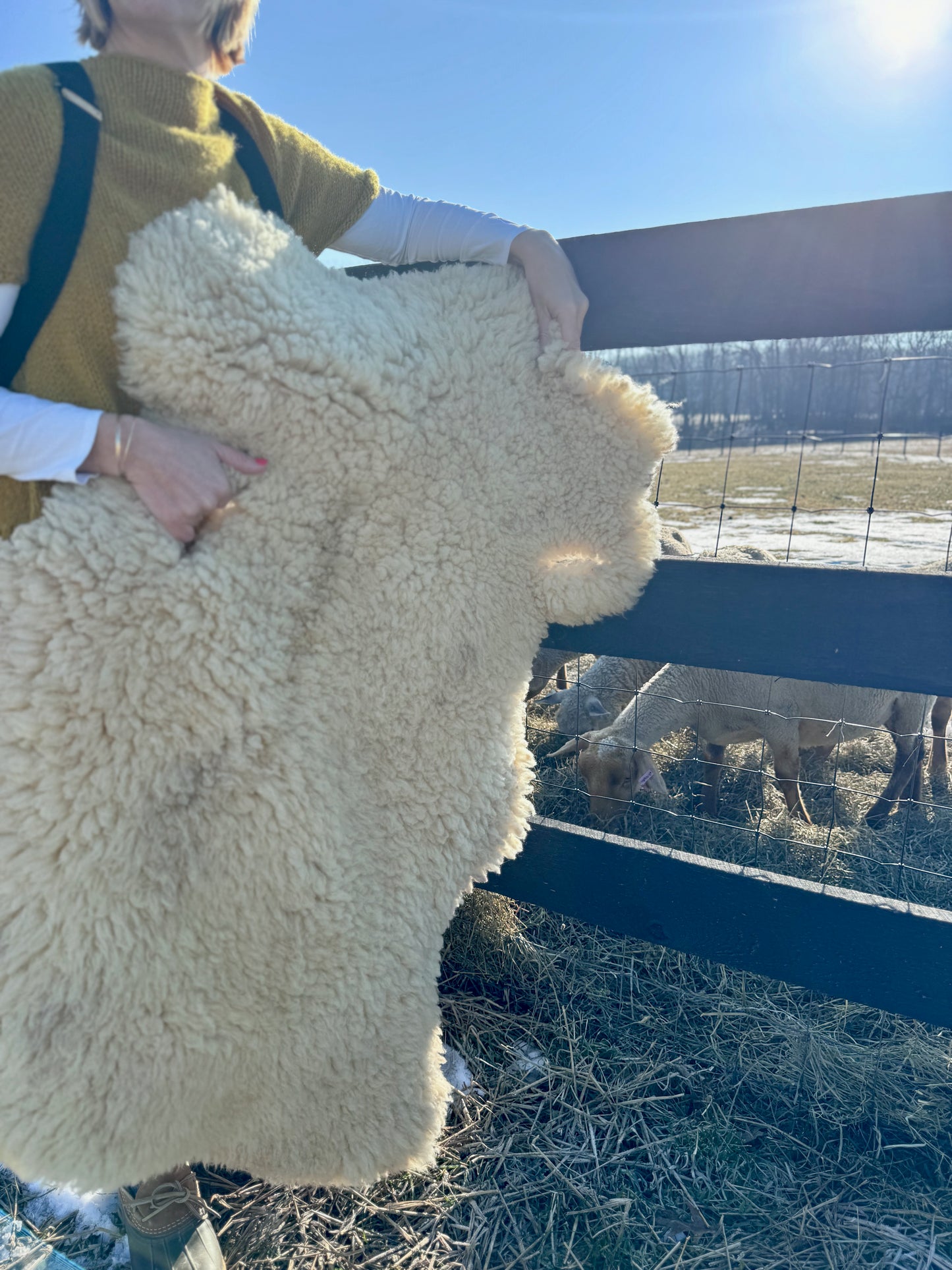 closeup photo of the vanilla colored Tunis sheep pelt