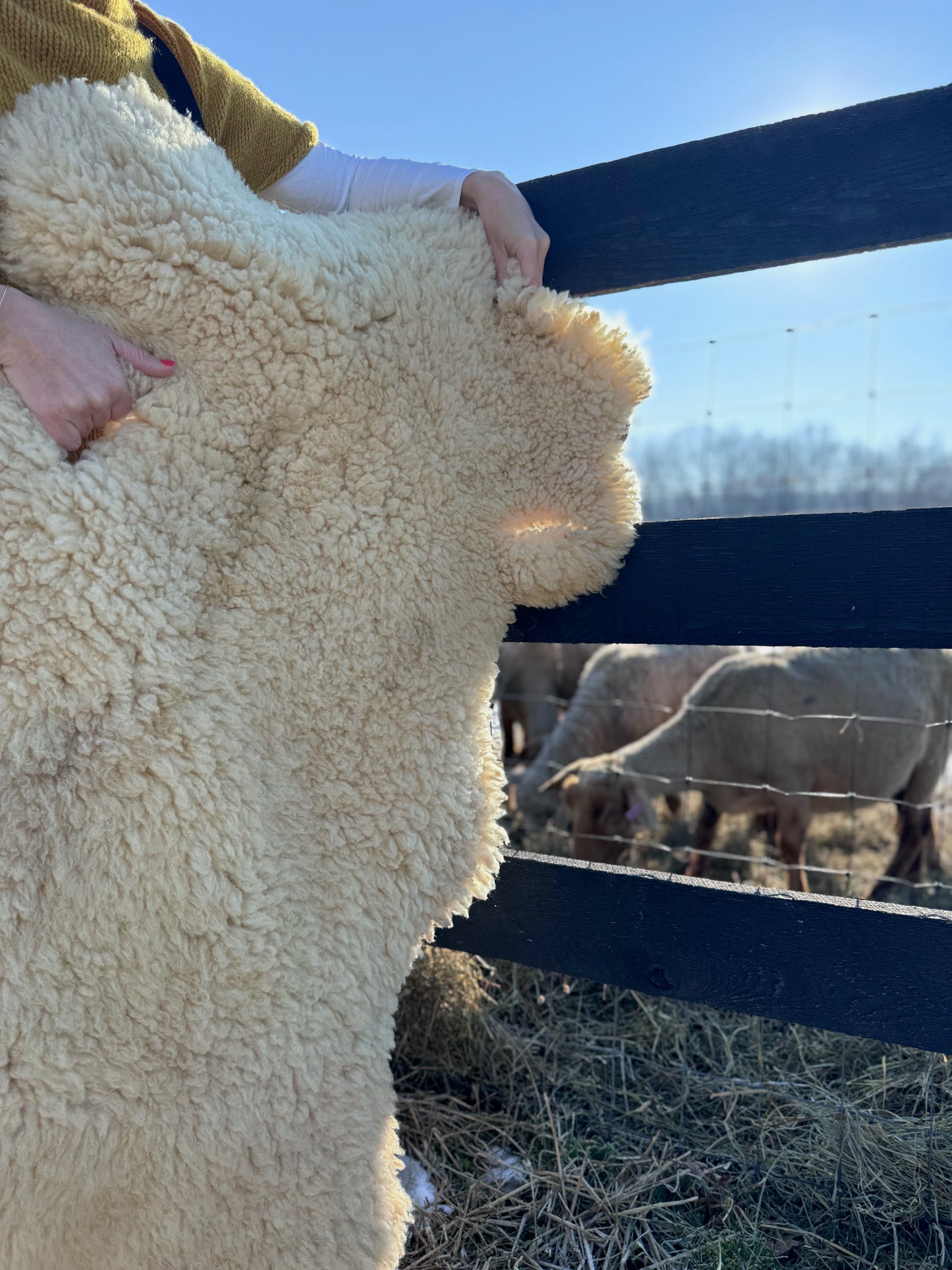 the white female shepherd holds a Tunis pelt outside the pasture where healthy Tunis sheep nibble their morning breakfast of rich alfalfa hay