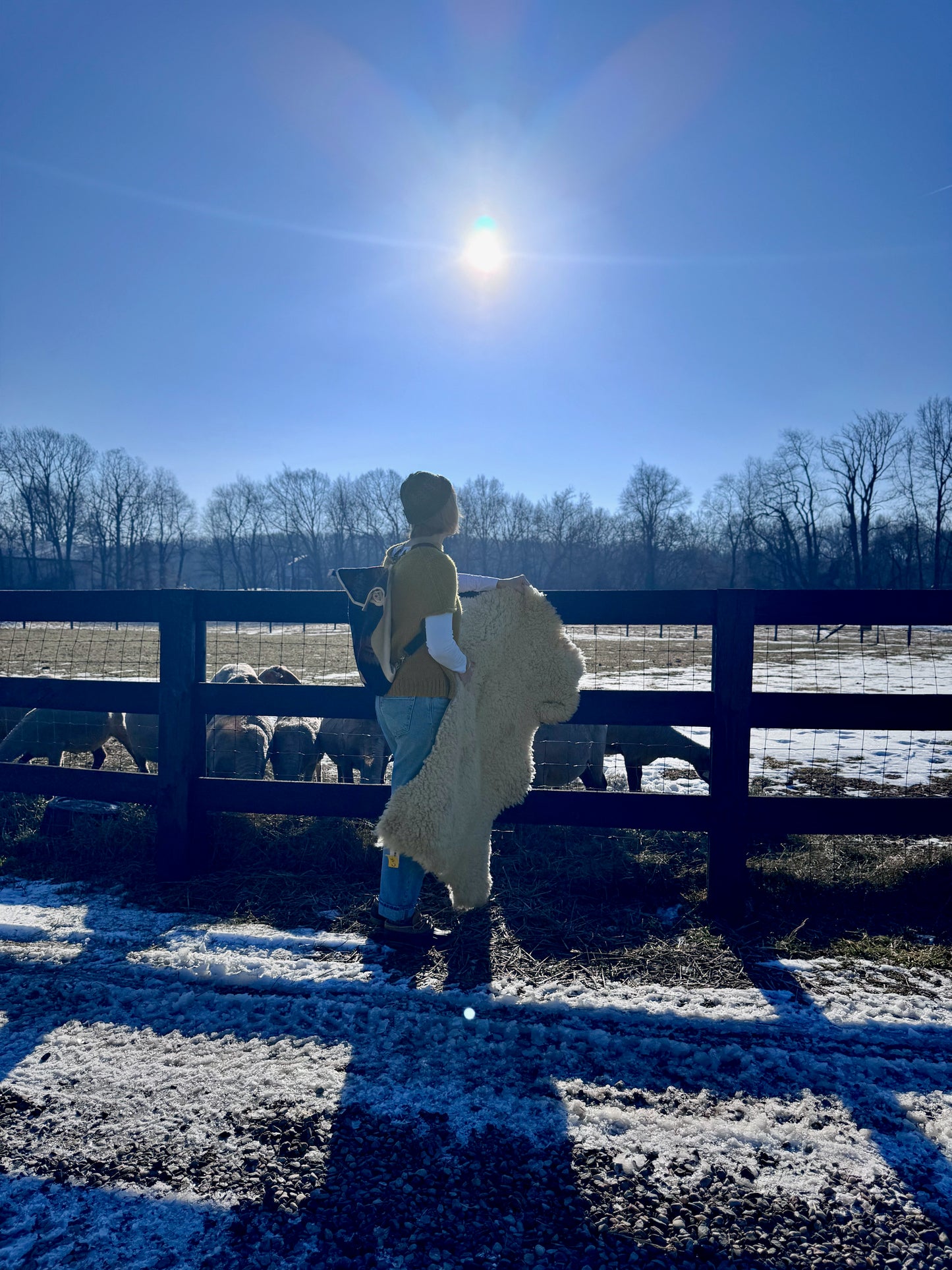 Sherry, a white female shepherd holds a Tunis pelt in her right hand in the morning sun. The happy sheep graze on their breakfast of hay