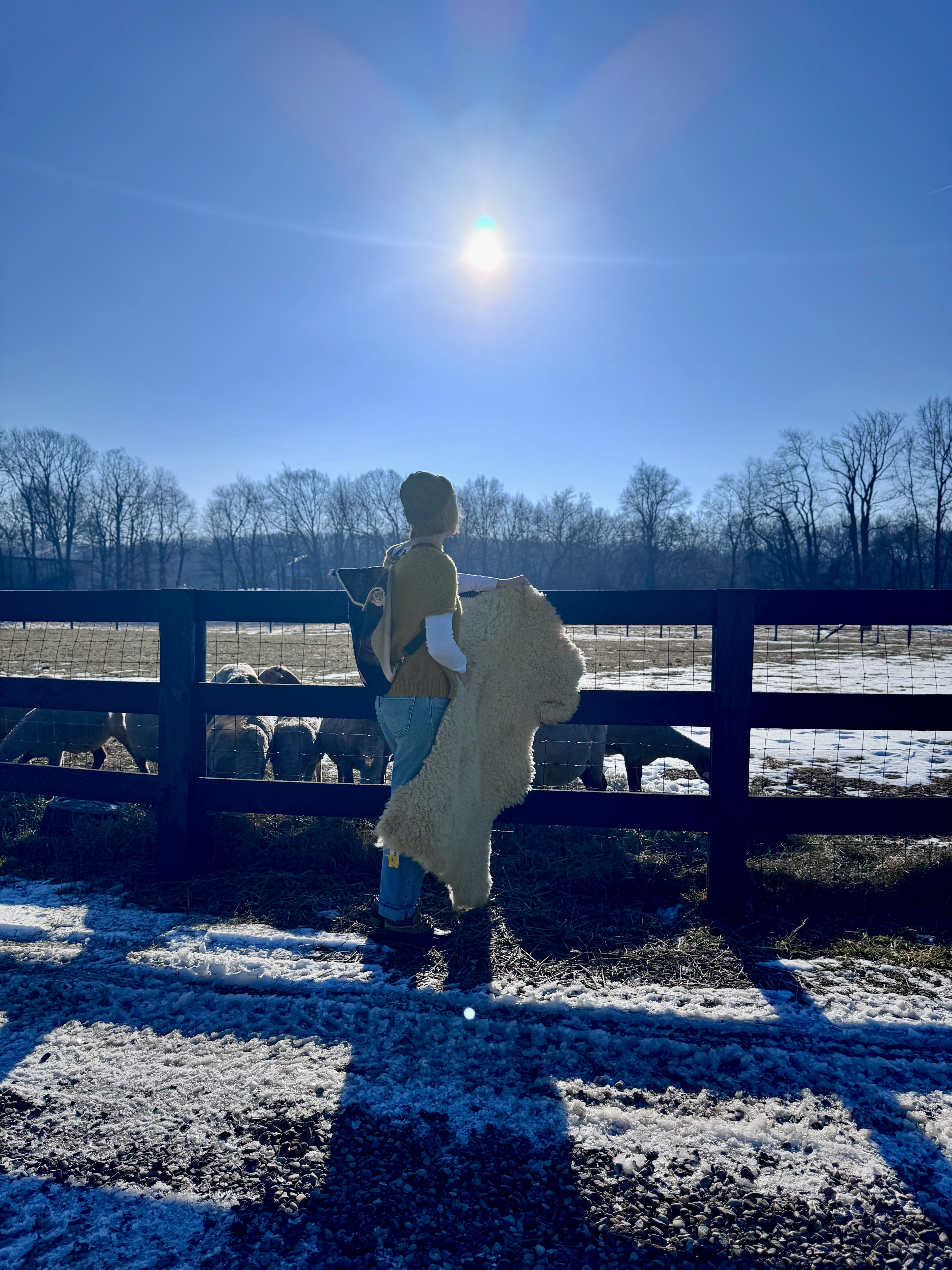 Sherry, a white female shepherd holds a Tunis pelt in her right hand in the morning sun. The happy sheep graze on their breakfast of hay