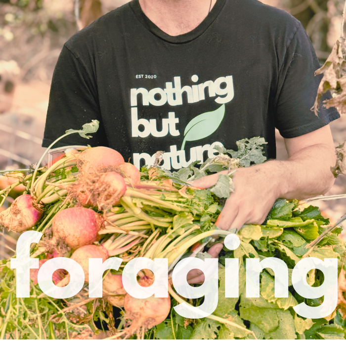 Foraging - how to live off of the land - July 25 2026