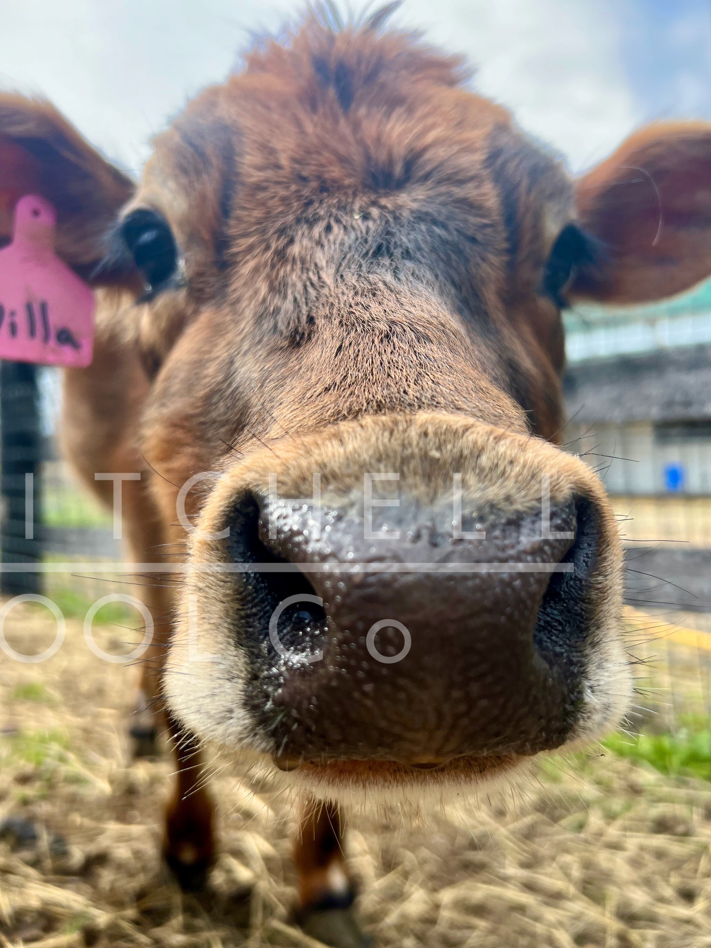 Nilla - One of our A2A2 Jersey Dairy Cows comes in for a BOOP! and a kiss. All cows should live like this!