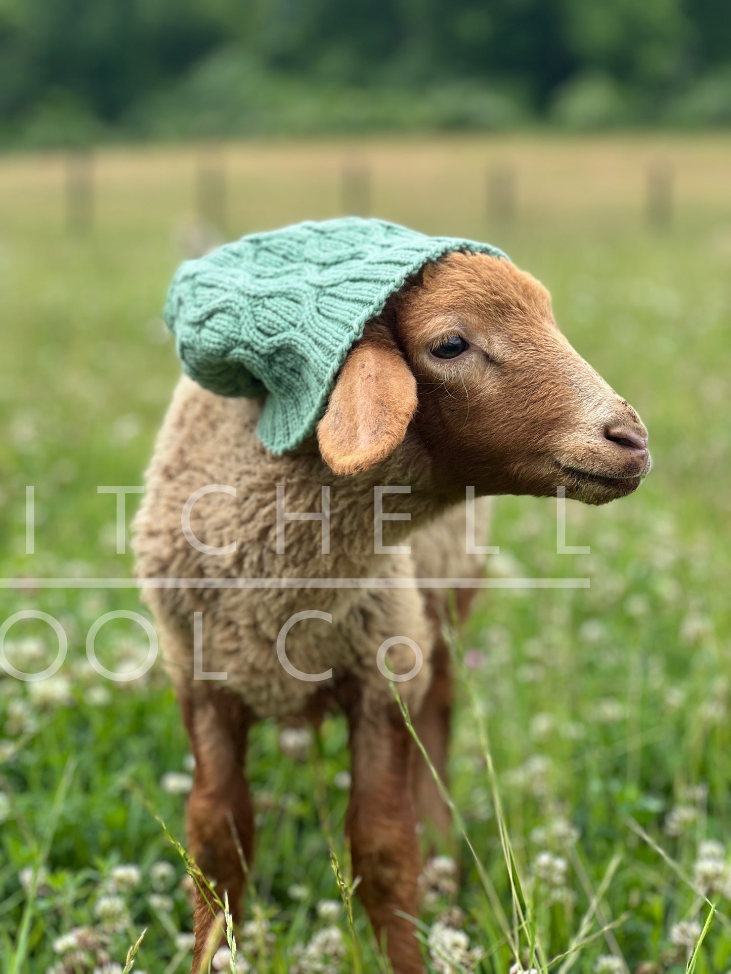 Chloe - a hipster lamb chills in a clover and alfalfa filled pasture wearing a plant dyed green hat knit from the wool of her mama and aunties. Nothing but Nature is how we roll.