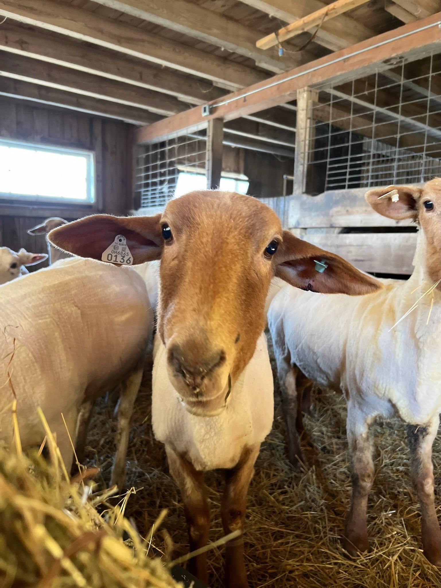 Meet our Tunis sheep flock when you visit during the Dye Retreat!