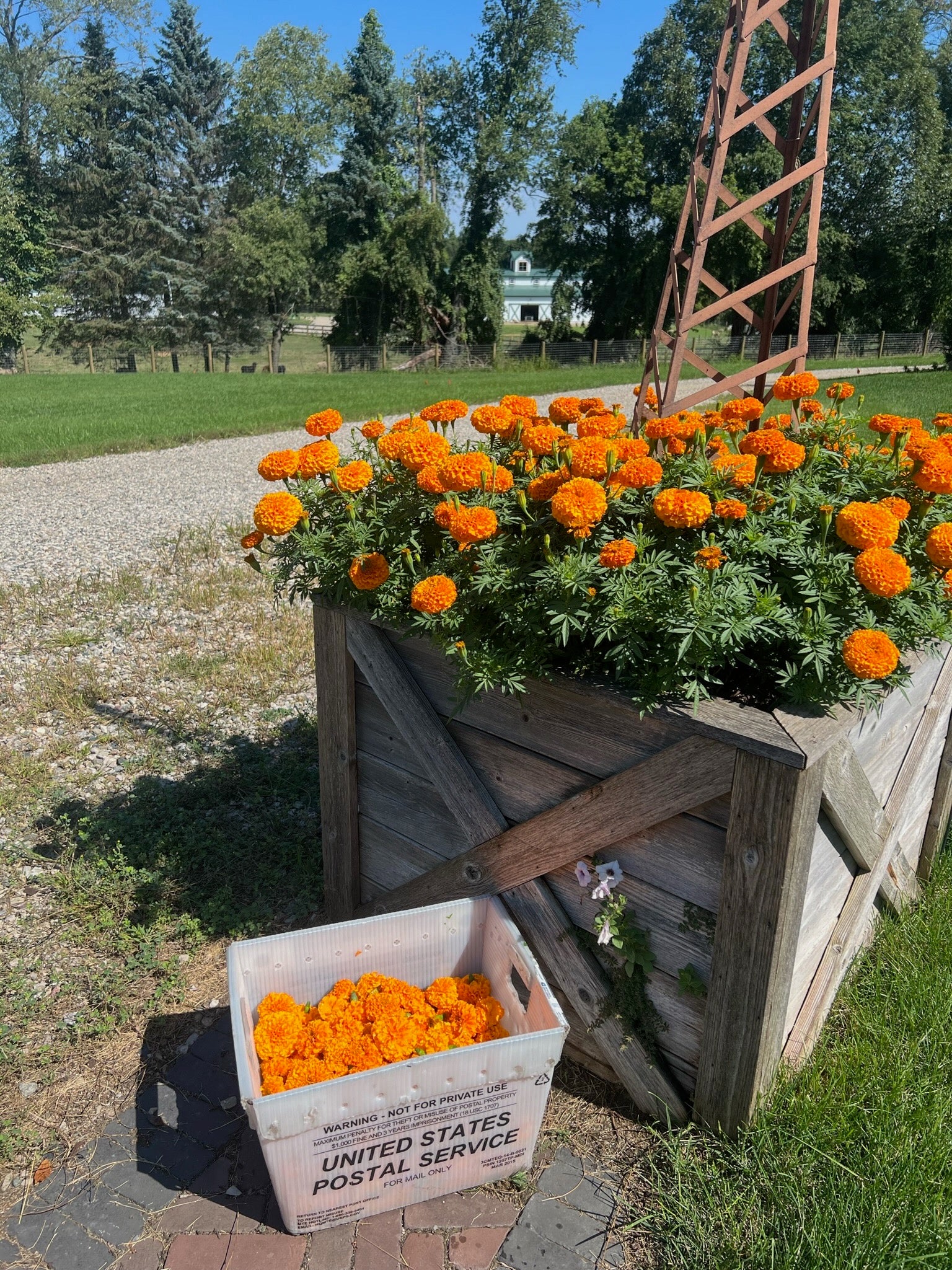 Marigolds grown in a flower box on the Mitchell farm- we'll use these to create yellow yarn!