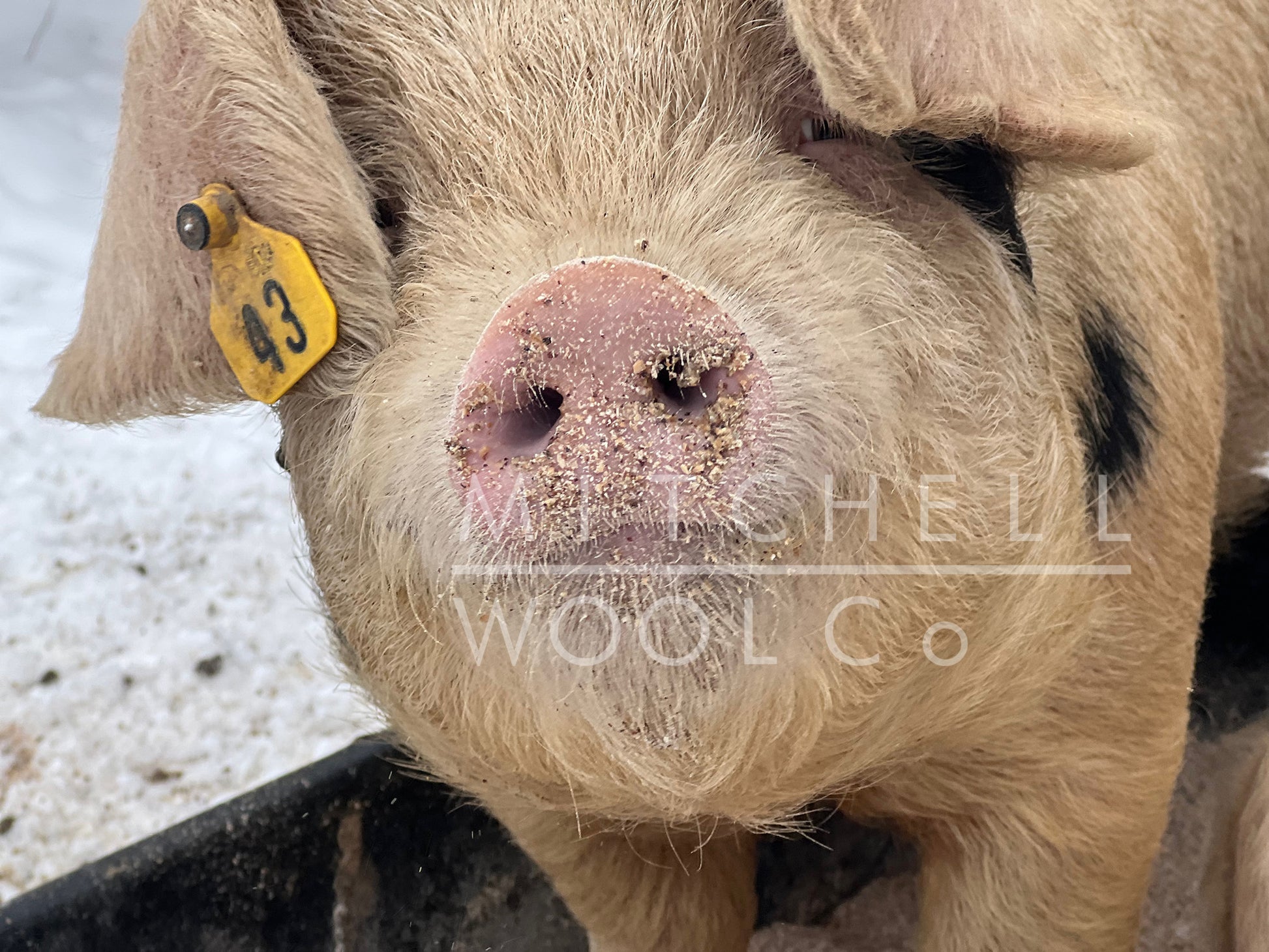 PIGGO - Dining on a brekkie of corn free/soy free heritage red wheat and kelp with black oil sunflower and other heritage grains is supplemental in the winter. She generally spends her days happily uprooting invasive vines in our forrest, far more effective than a rototiller