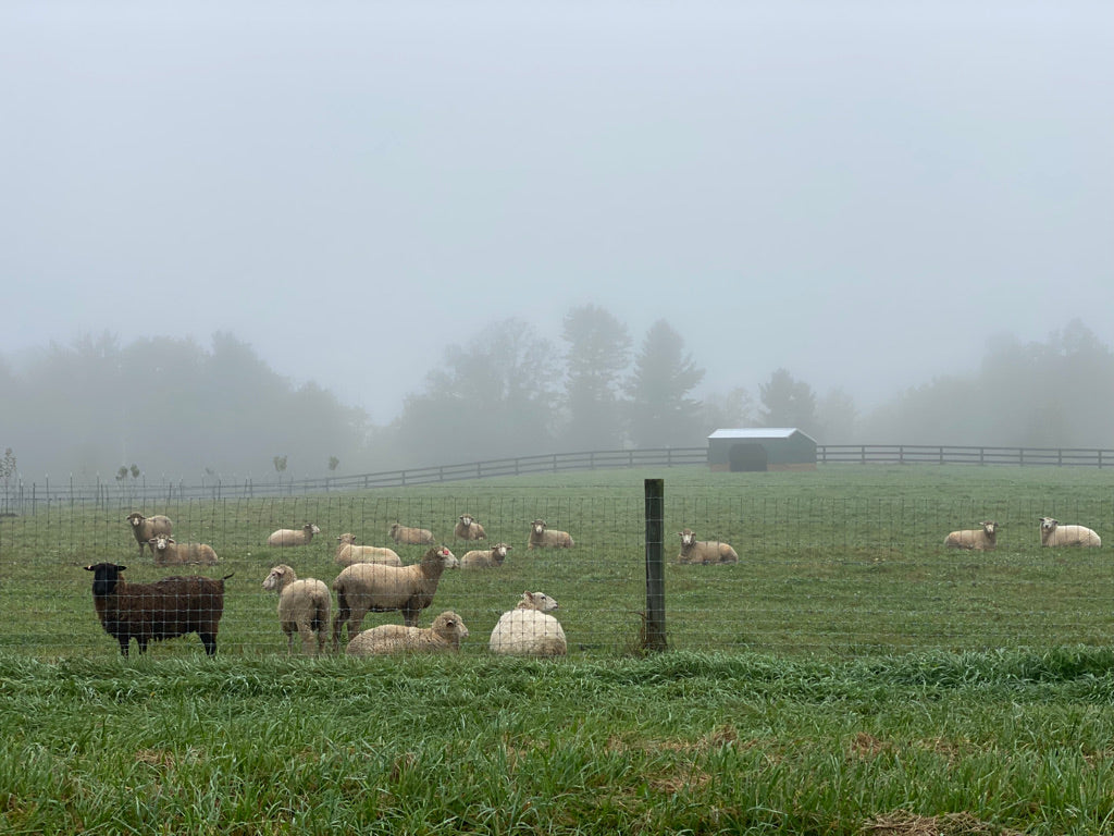 Come to yoga in the pasture with the Mitchell Wool Flock! We hope it won't be foggy, but how serene is this image?