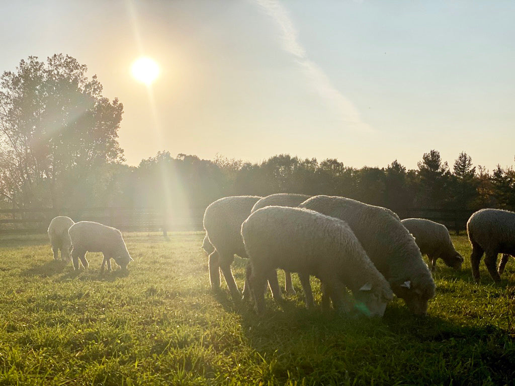 Golden hour Yoga in the pasture! What can be better than that? Wine after. Wine would be even better.