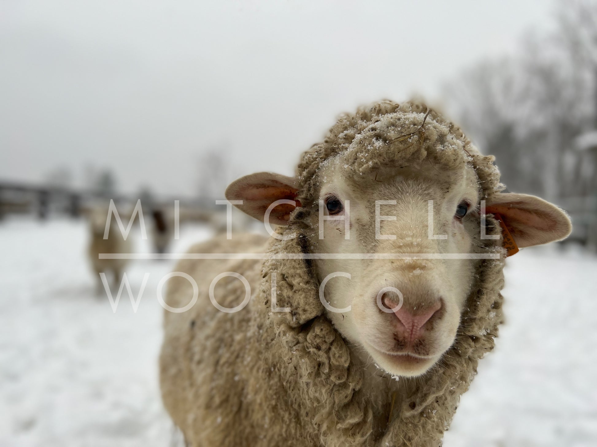 Charlotte, a Cormo Ewe Sheep stands ready for a smooch in a snowy pasture