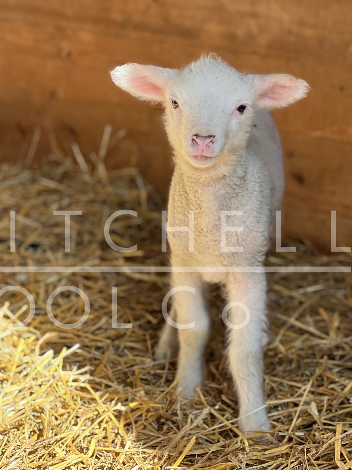 Birch, a young Finn/Cormo ram lamb stands in a sunlit stall