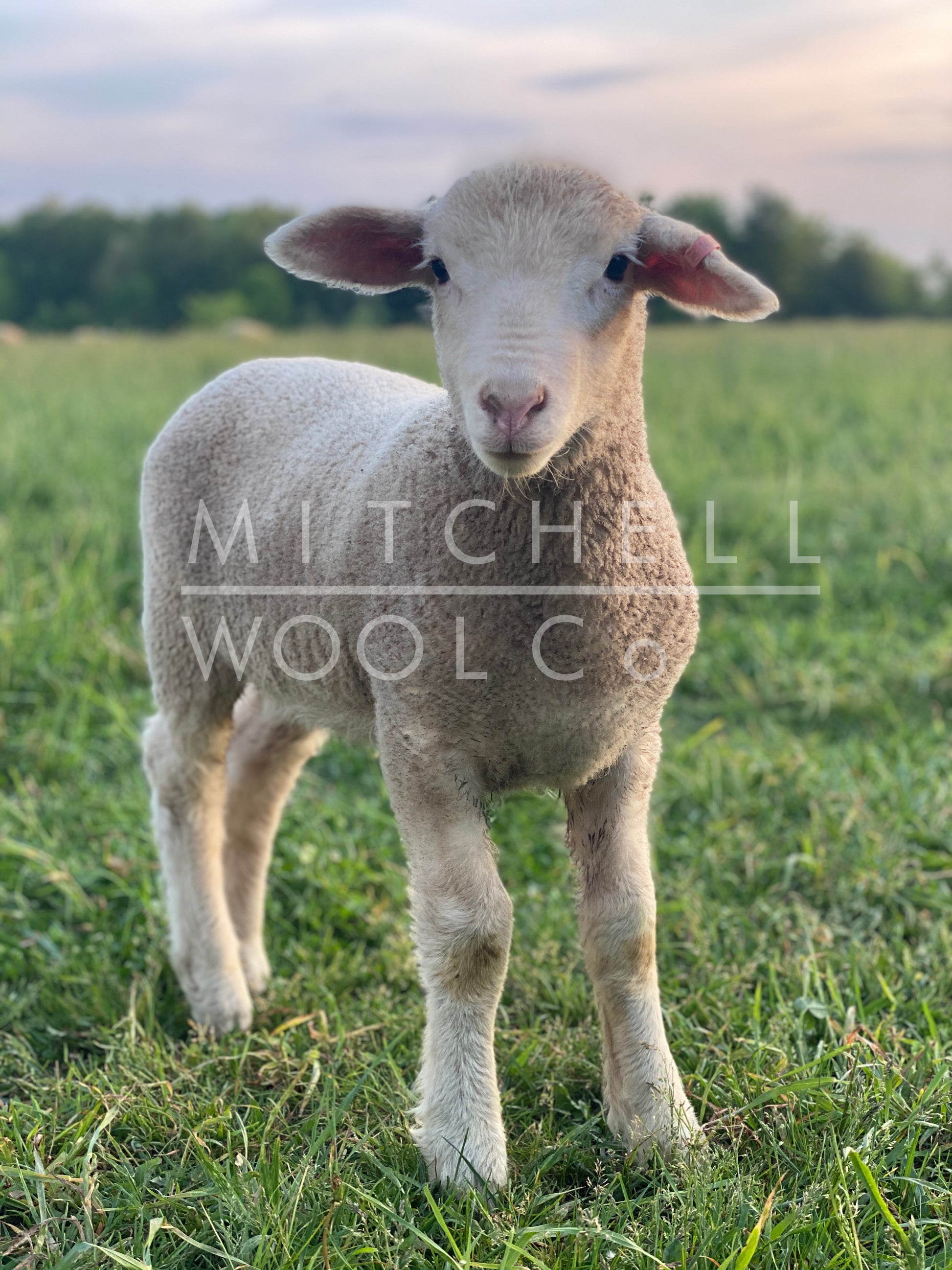 Yoda, a cormo ram lamb stands in a sun dappled pasture