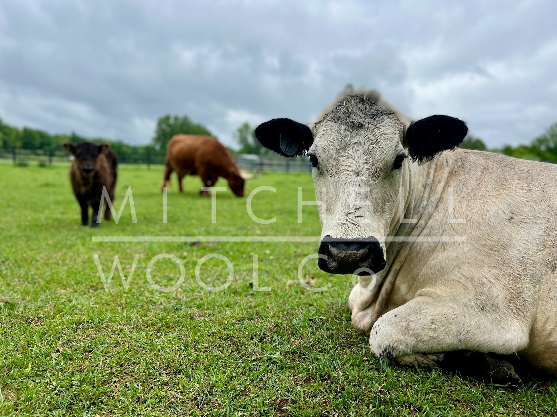 Dorothy, a British White Cow, lounges cozily on green pasture with Shrek & Fiona (two highland Cattle)  in the soft focus background.