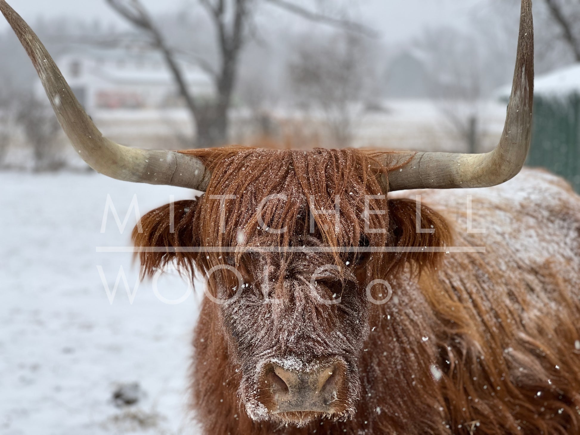 Fiona, a red Highland Cow stands flocked with snow in the middle of a storm