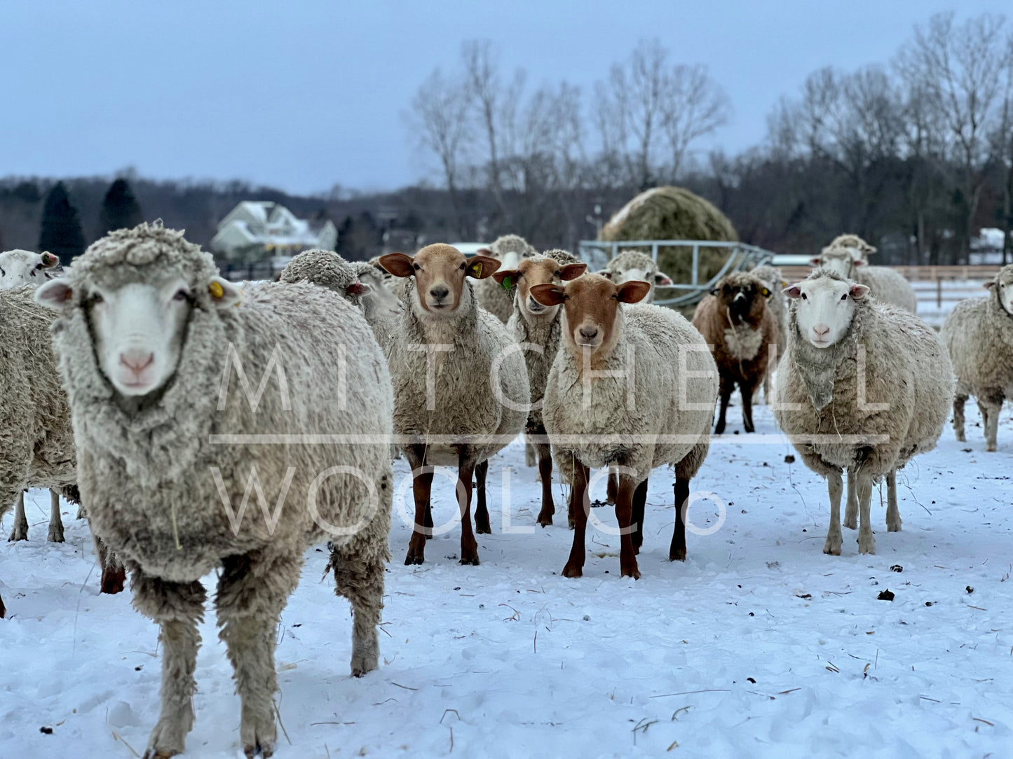 The Mitchell Wool flock of sheep stand at attention under a snowy winter sky